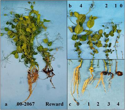 Identification of Quantitative Trait Loci Associated With Partial Resistance to Fusarium Root Rot and Wilt Caused by Fusarium graminearum in Field Pea